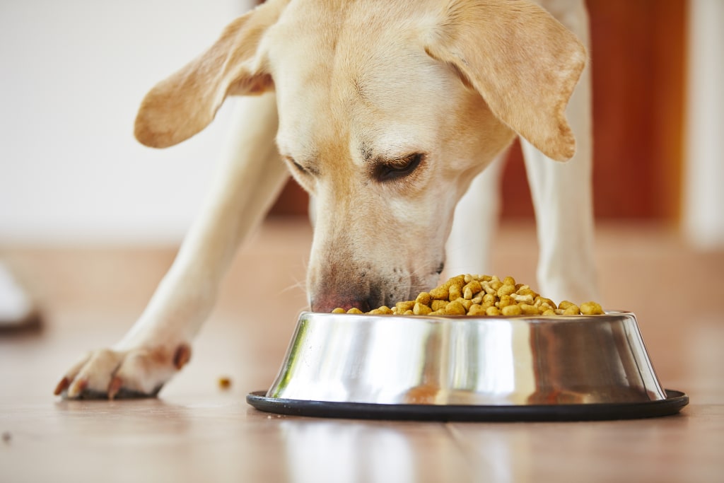 usda grain free dog food