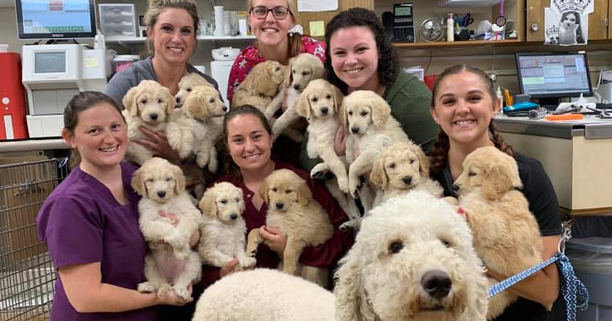 12 goldendoodle puppies find homes after viral Facebook post
