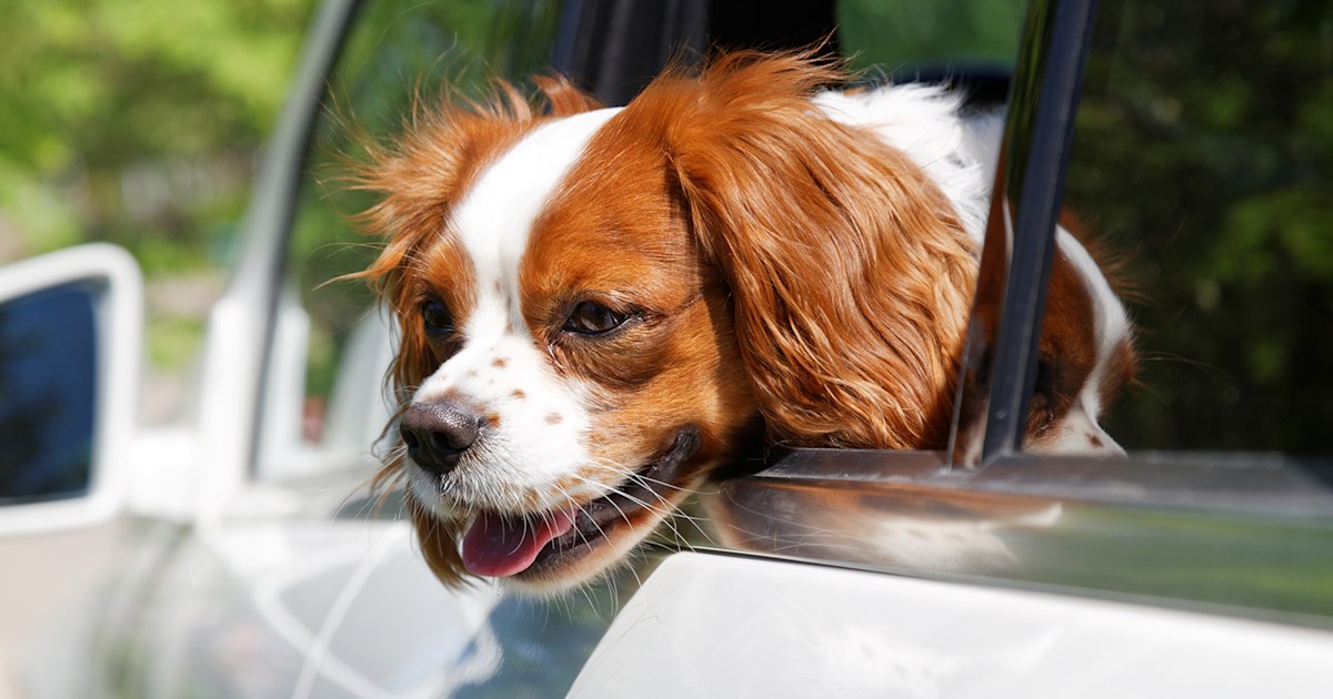 How to keep your pets safe in a dangerous heat wave