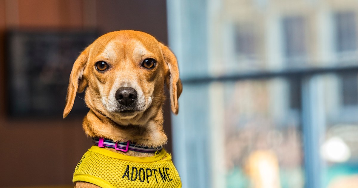 Shelter pets find work (and homes) as hotel 'lobby dogs'