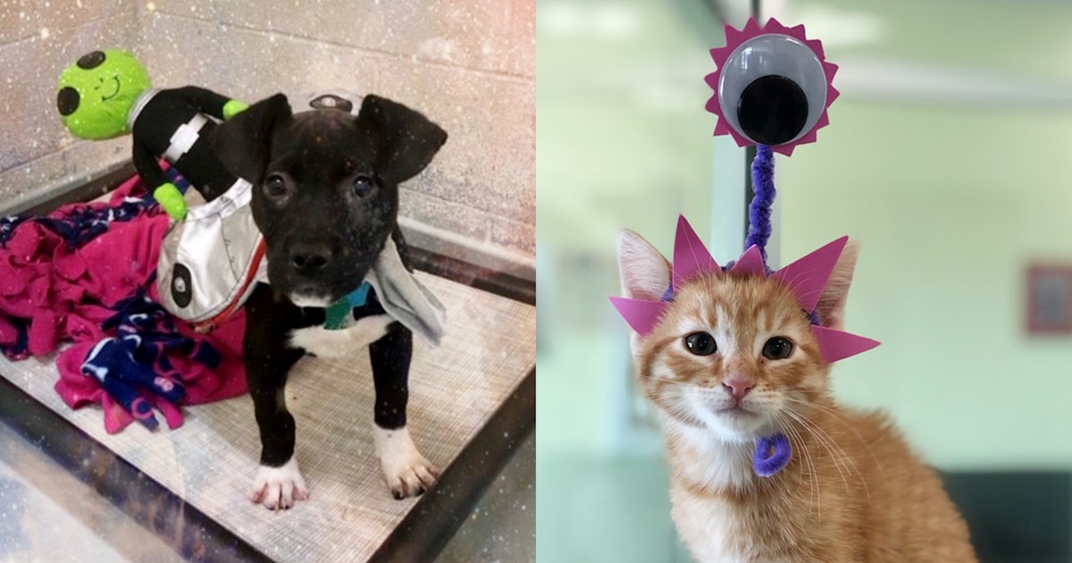 Rescue animals dress up as aliens — and it's clearing these shelters