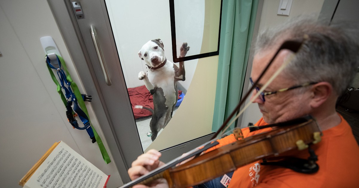 Violinist's music calms dogs recovering from abuse at ASPCA