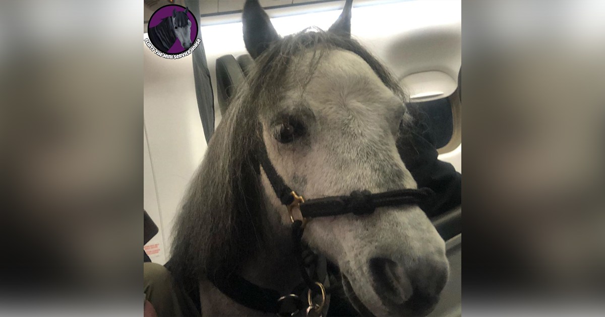 Woman flies American Airlines with service miniature horse
