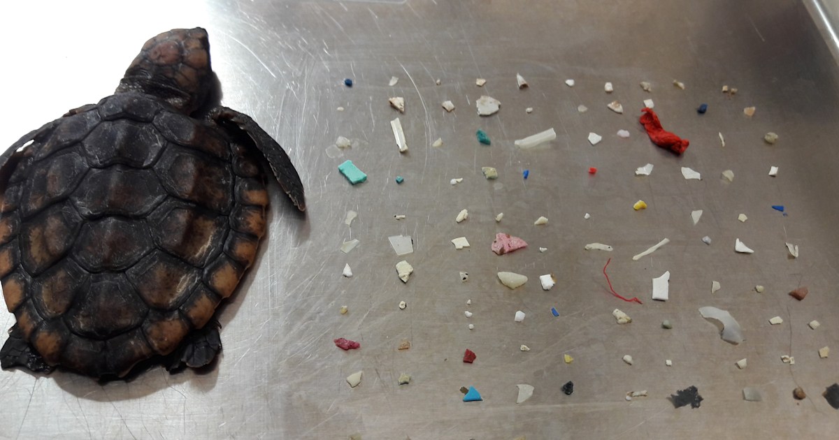 Baby turtle dies after eating 104 pieces of plastic off Florida coast