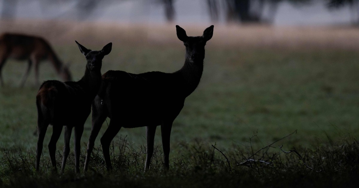 Michigan man accidentally shoots brother after mistaking him for deer
