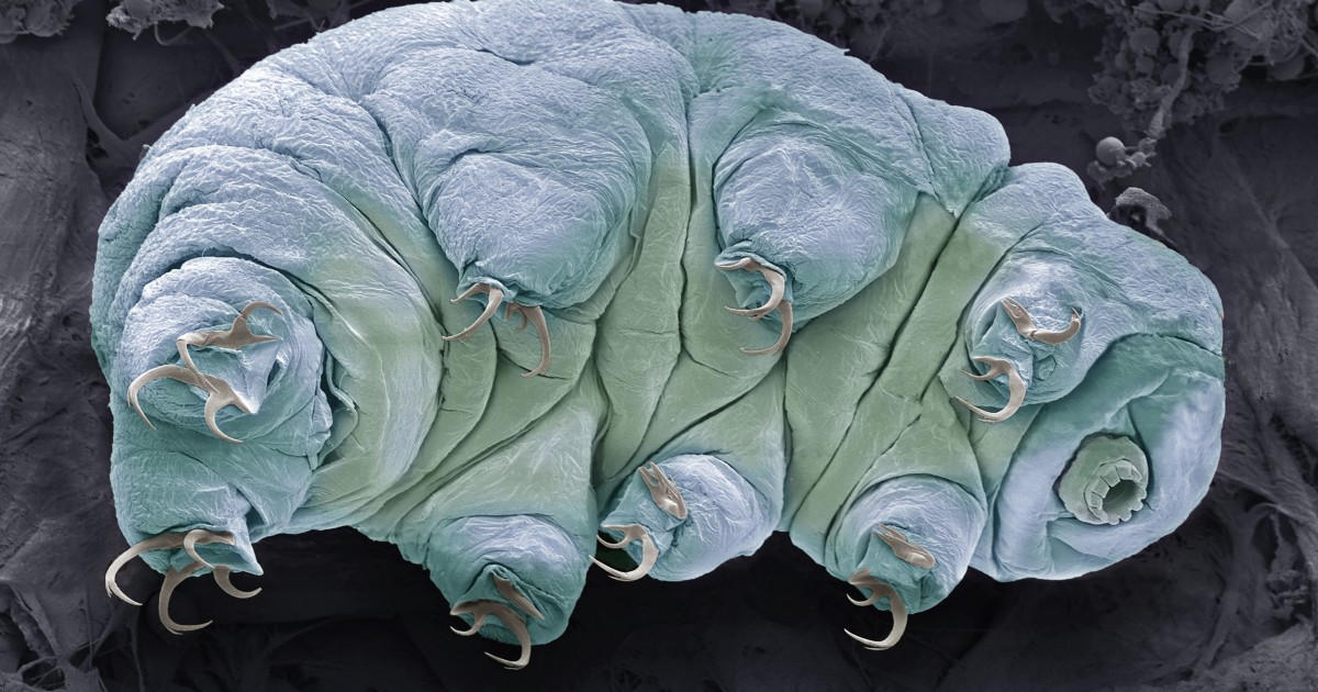 What is a tardigrade? - NBC News