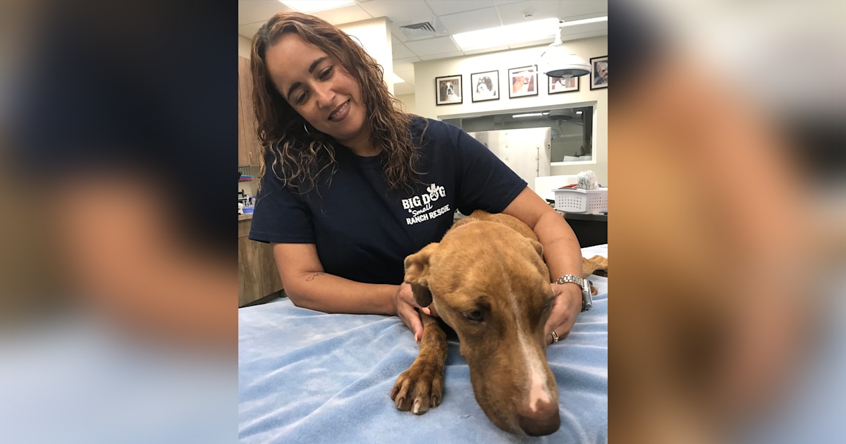 Dog named Miracle that survived Hurricane Dorian making inspiring recovery