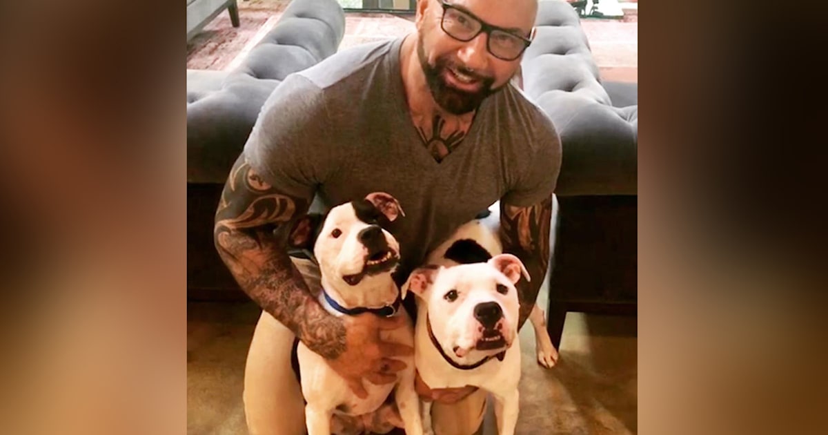 Dave Bautista adopts bonded pit bulls who were separated at shelter