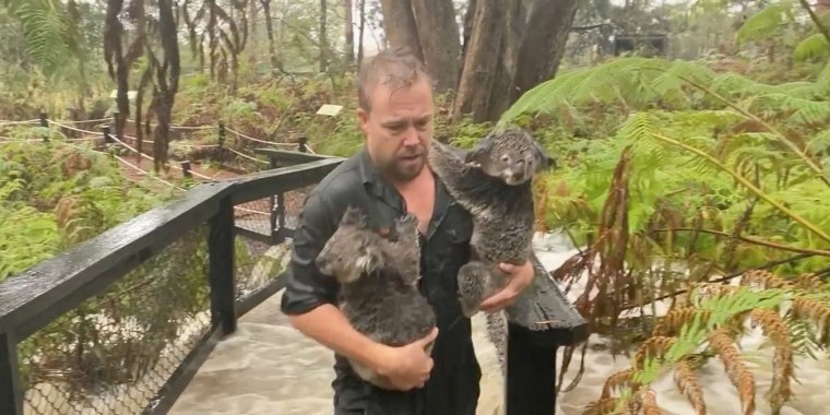 Imagen: Un miembro del personal transporta koalas mientras aseguran el parque durante las inundaciones causadas por las fuertes lluvias en el Parque de Reptiles de Australia en Somersby, Nueva Gales del Sur en este fotograma obtenido del video de las redes sociales del 17 de enero de 2020