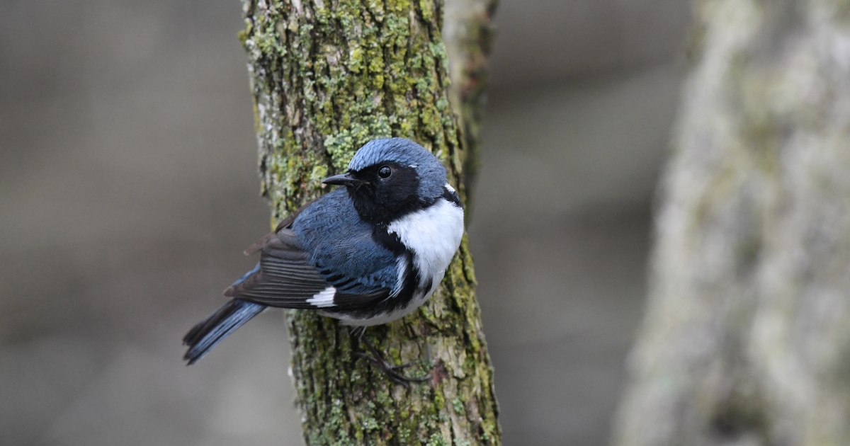 Climate change is affecting birds everywhere — including the black-throated blue warbler - NBCNews.com