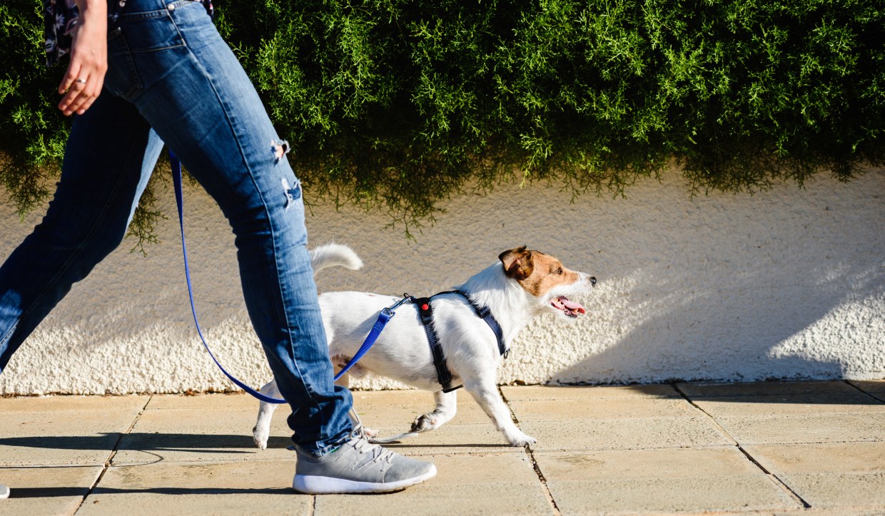 the good dog leash