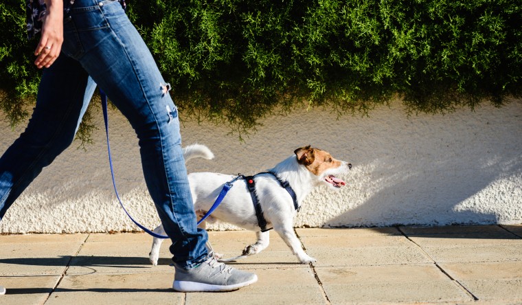 walking a dog on a leash