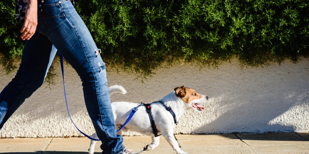 How to choose the best dog harness, according to experts