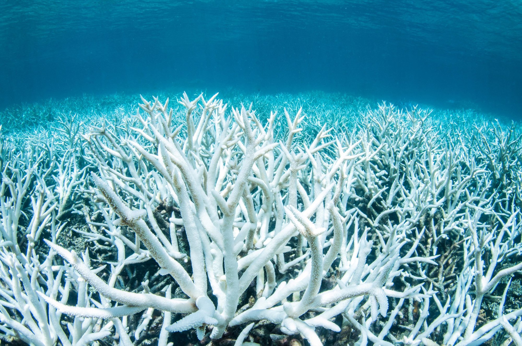 Coral Reefs threatened