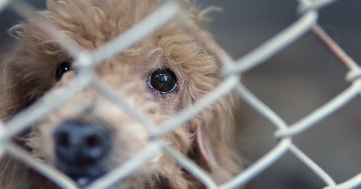 During coronavirus closures, what happens to animal shelters?
