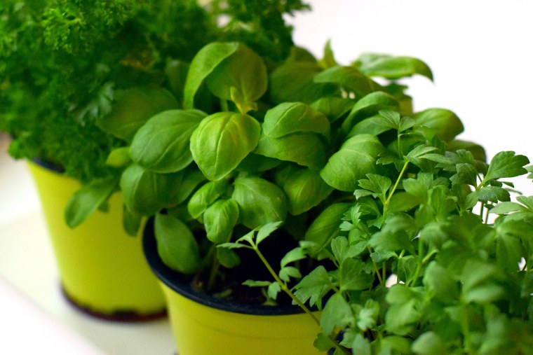 Get that indoor herb garden going (growing?).