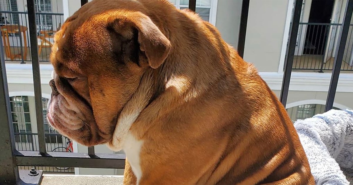 'Big Poppa' the sad bulldog is all of us cooped up in quarantine