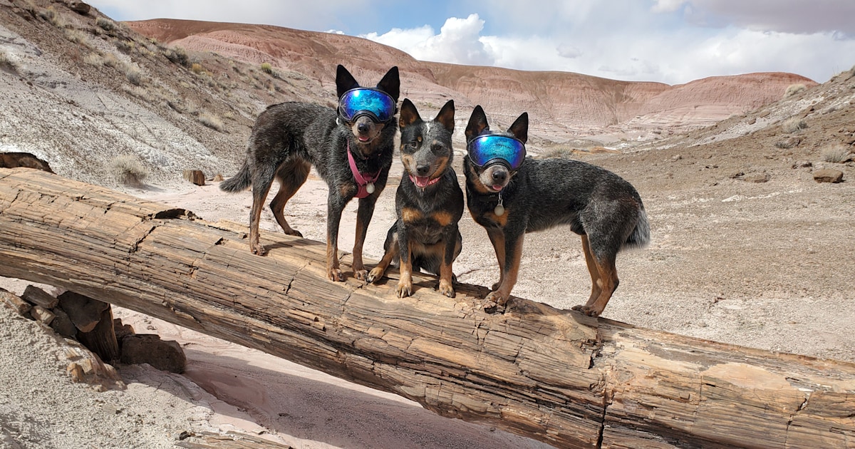 Deaf dog's pack provides 'protection ears' on outdoor adventures
