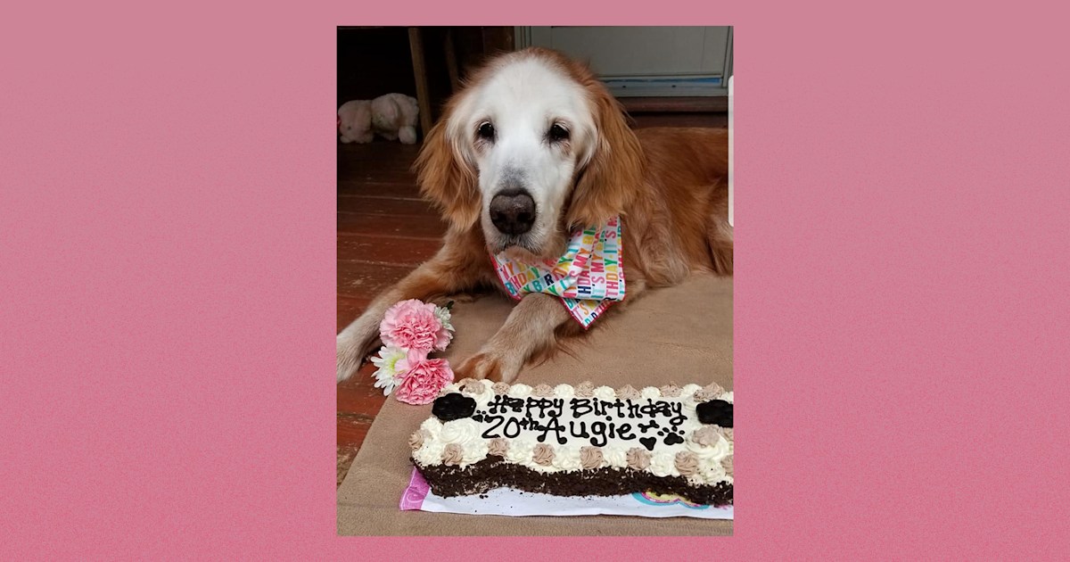 Meet August, the world's oldest golden retriever at 20 years old