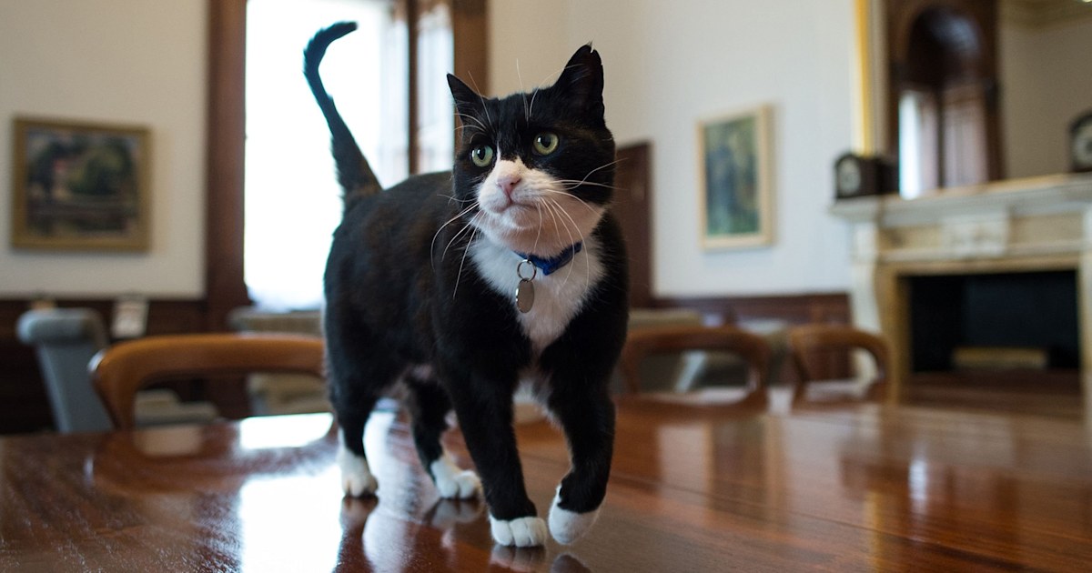 UK's top diplomatic cat announces retirement to 'enjoy some me-time'