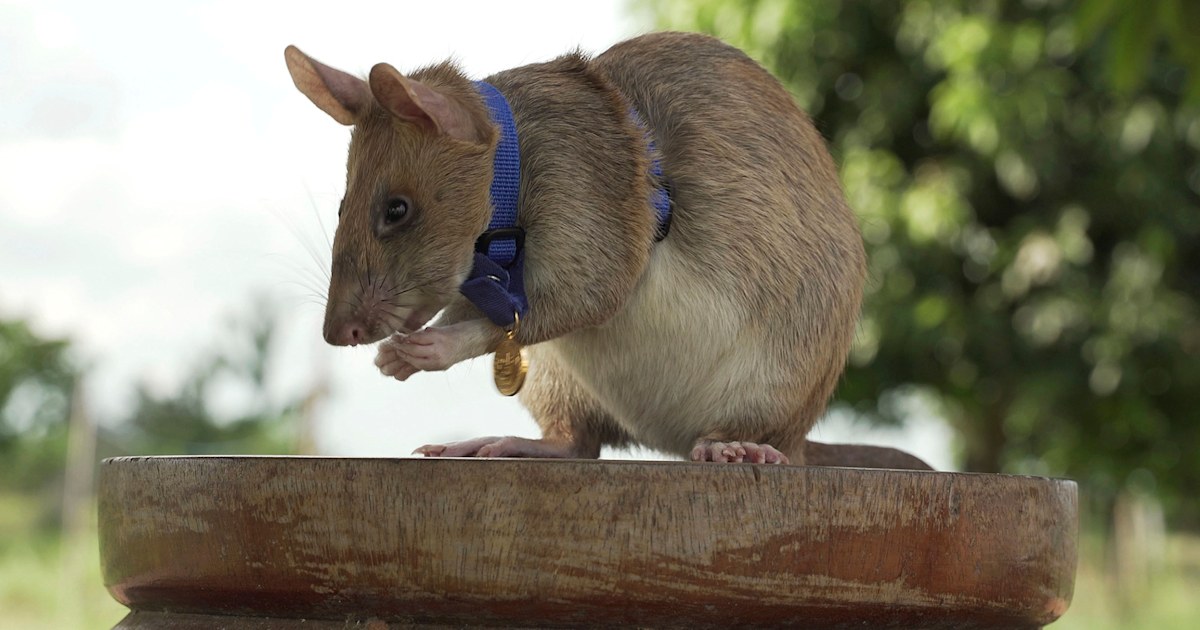 Meet the 'hero' mine-sniffing rat who's saved countless lives