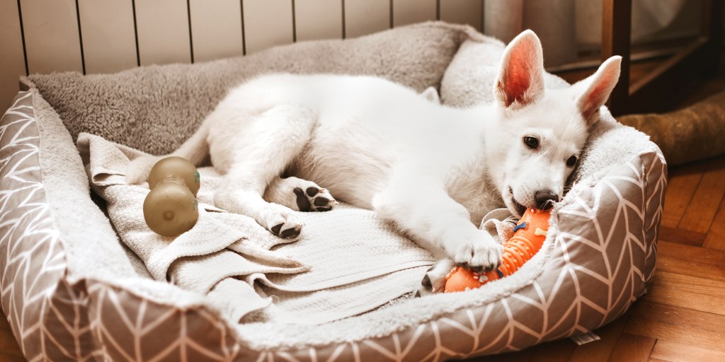 chewy dog bed coupon