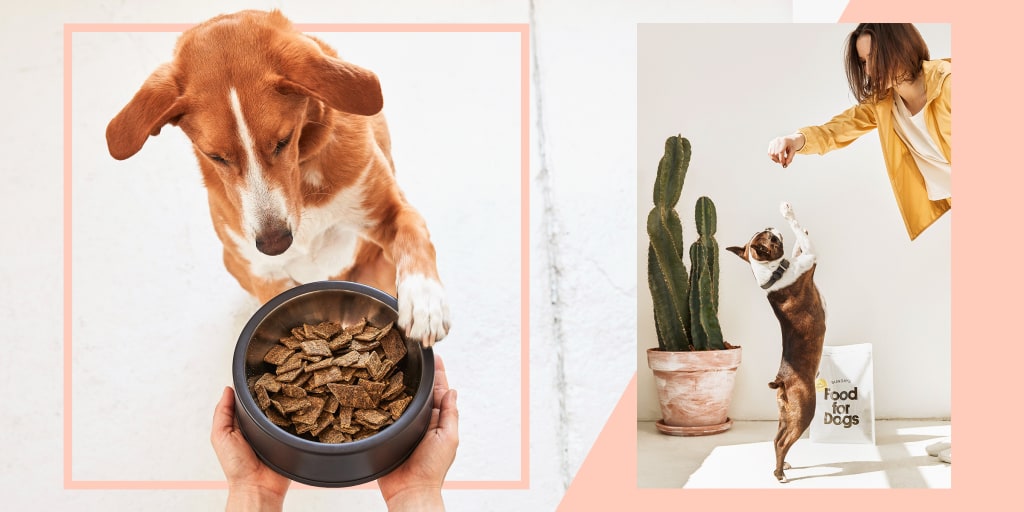 Dtc Dog Food Brands Are On The Rise What To Know