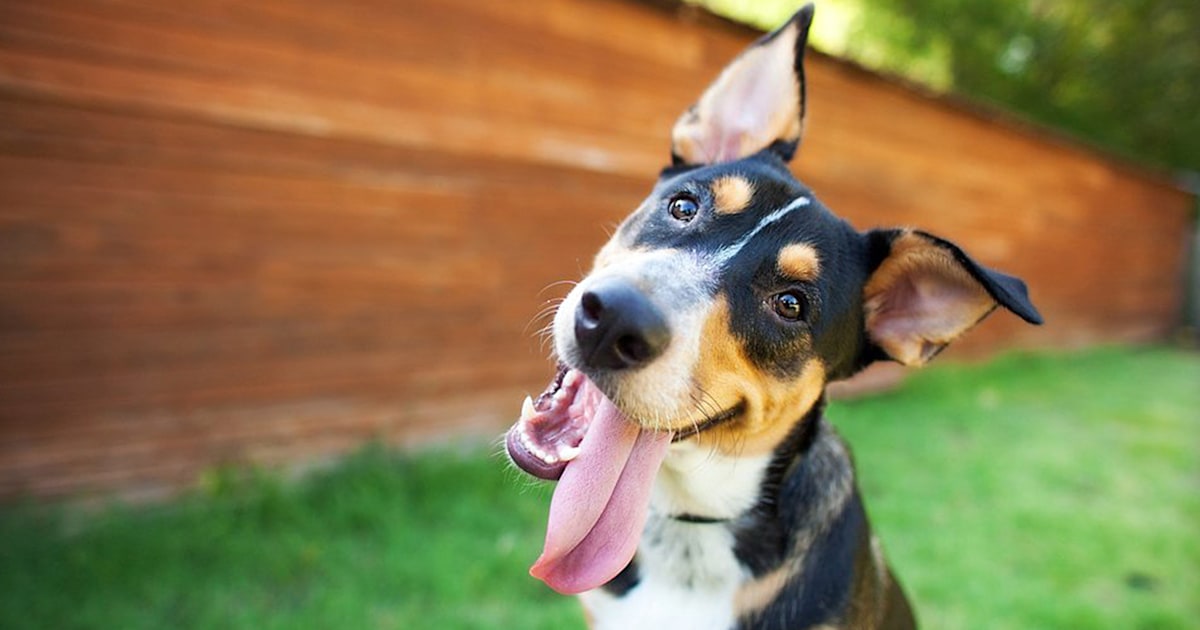 Your dog may love you, but doesn't love the sight of your face, study finds