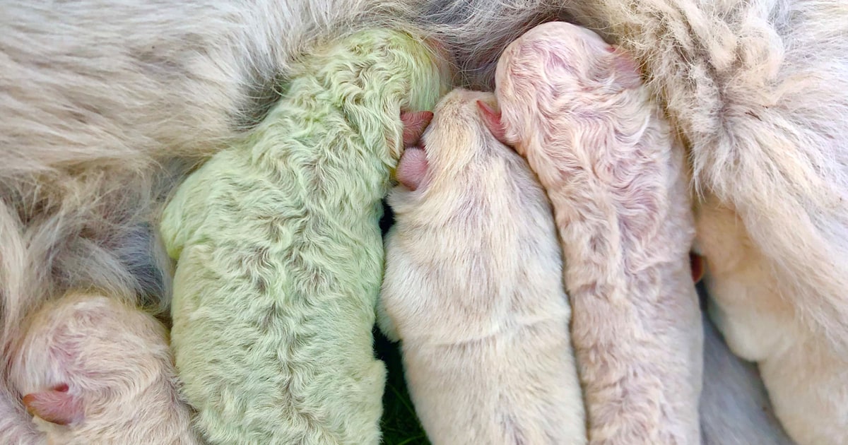 Unfur-gettable: Meet Pistachio, the puppy born with green fur