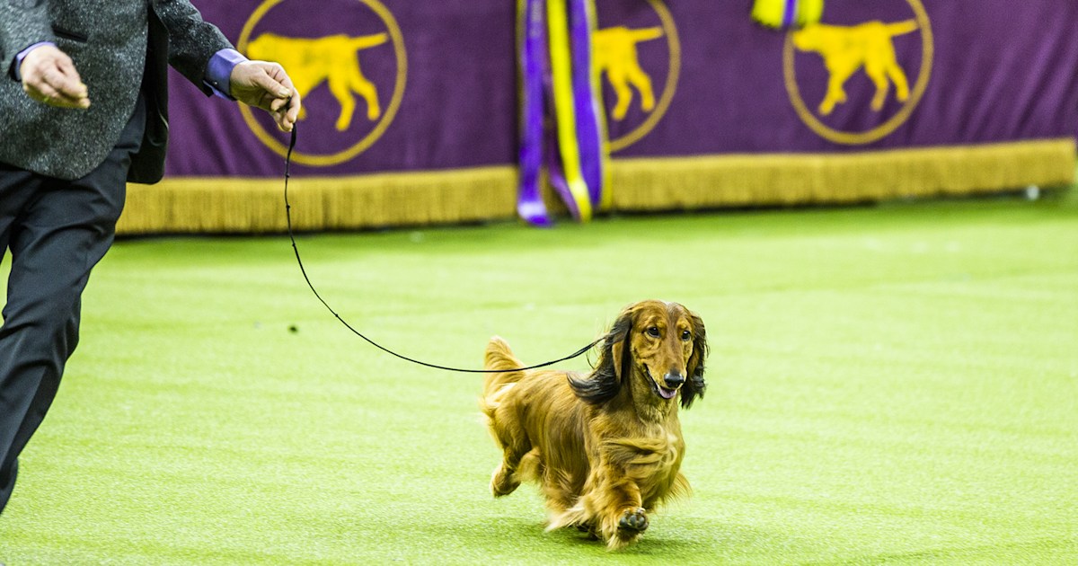 Westminster dog show ditches Madison Square Garden for 1st time in a century