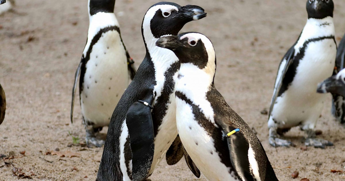 Gay male penguins steal lesbian couple's eggs at Dutch Zoo