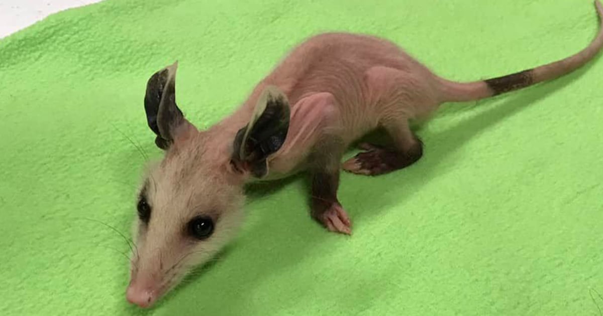 Hairless opossum gets sweater donations to survive winter