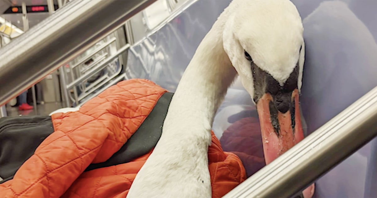 Ailing swan rode New York subway — and ‘nobody really cared’