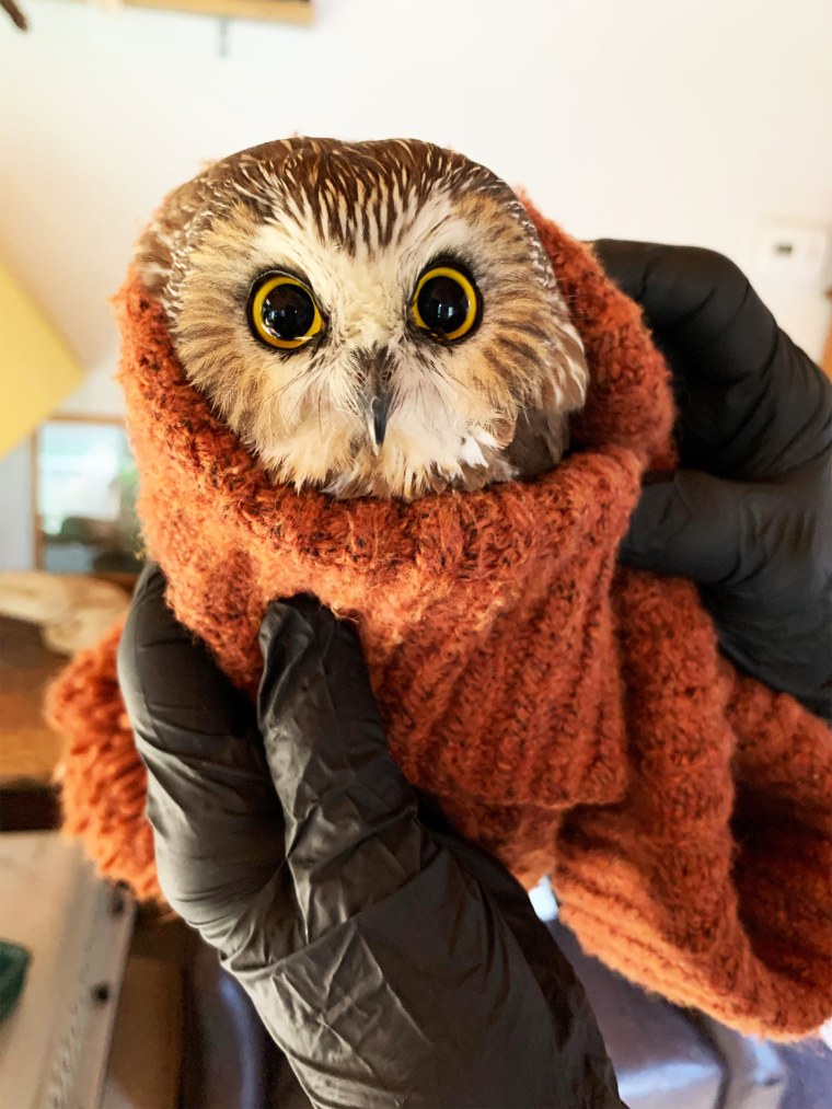Rocky the Rockefeller Christmas tree owl has been released back into the wild | TigerDroppings.com
