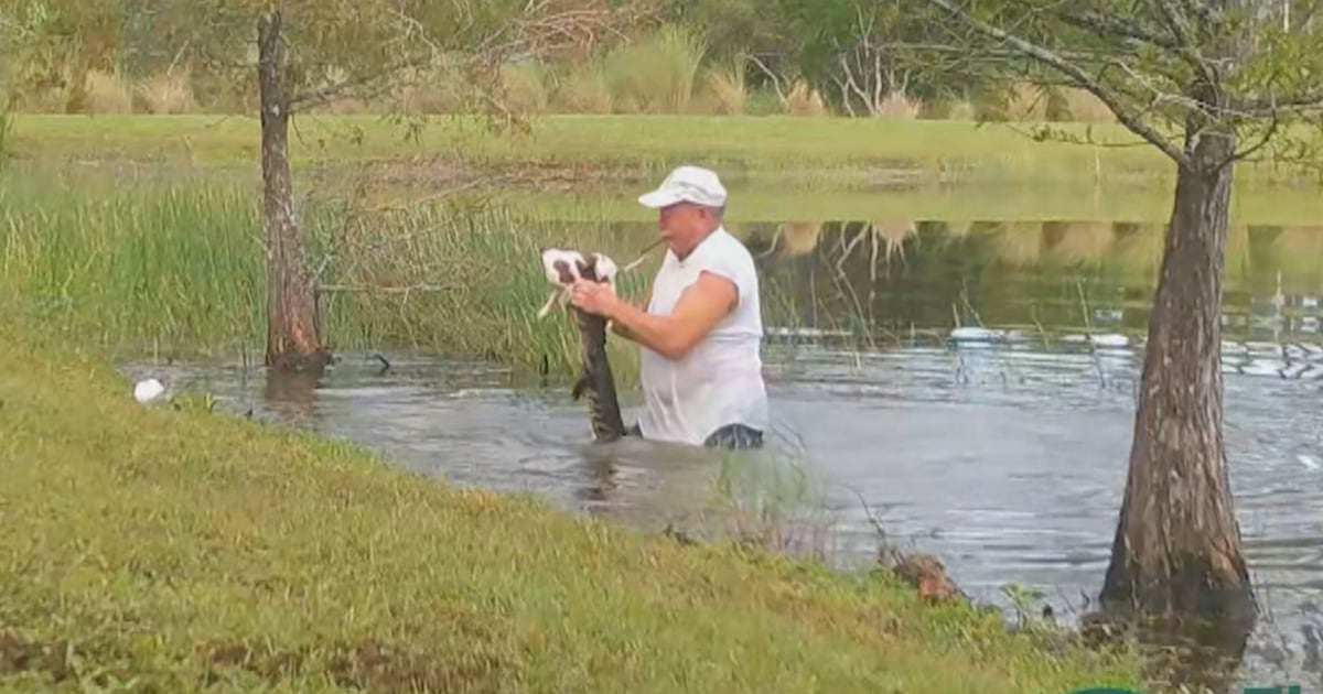 Florida man saves his puppy dragged into pond by alligator