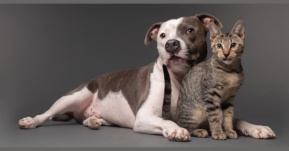 'Best buddies': Grieving pit bull finds joy again with new kitten companion