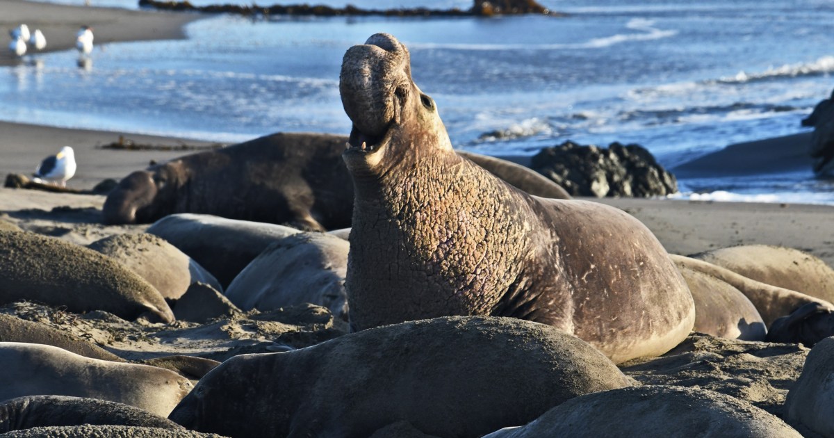 The man admits to having shot elephant seal on California beach with fatal jail