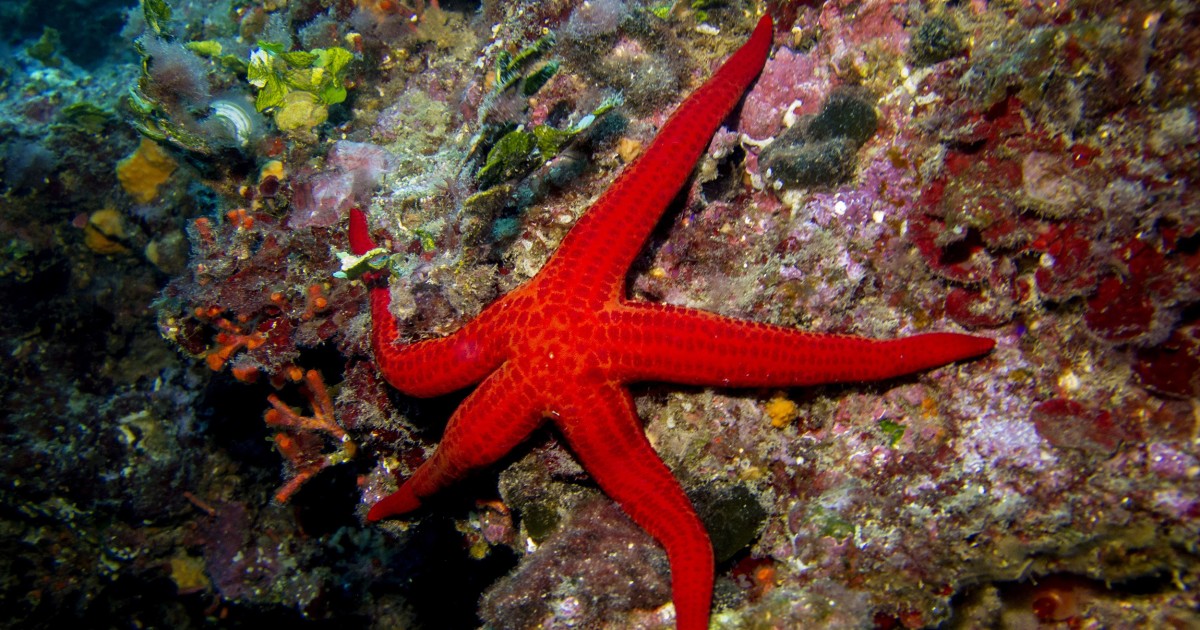 Warming oceans suffocate oxygen to starfish and cause them to ‘drown’