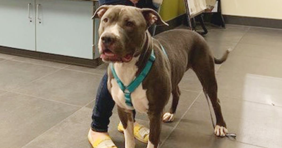 Gumdrop is 1st pit bull adopted in Denver since 30-year ban repeal