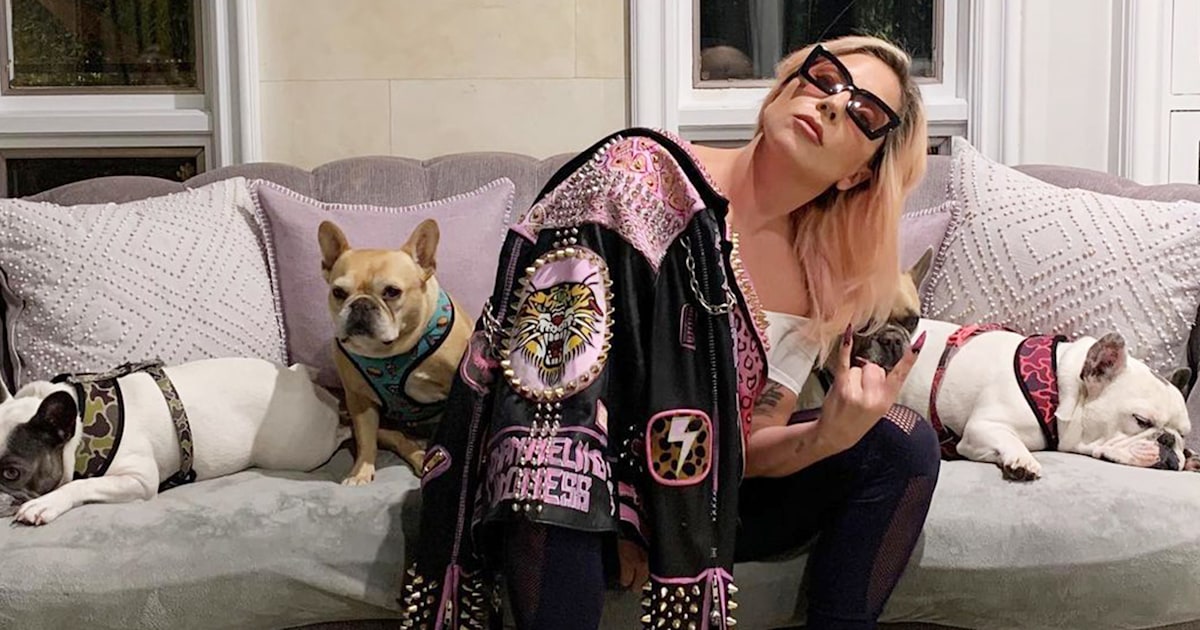 Lady Gaga's 2 dogs stolen: Pop star offers $500,000 reward for their safe return