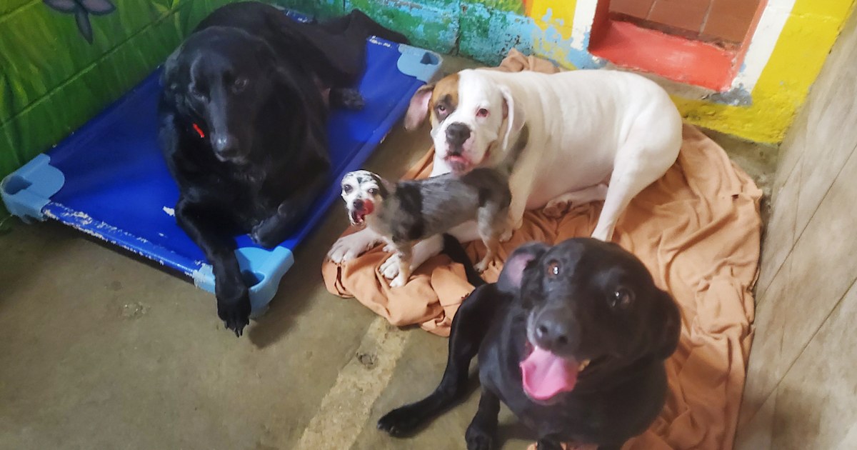4 bonded dogs seek new home after owner and her father die of COVID-19