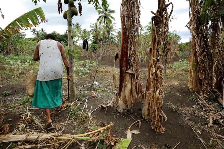Image: Helena Iesul searches for vegetables to collect from her family garden in Tanna, Vanuatu, in 2019. Iesul says an extended dry season has affected her plants.
