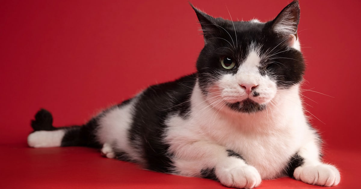 ‘Zombie Cat’ who survived being buried alive relishes life in new house
