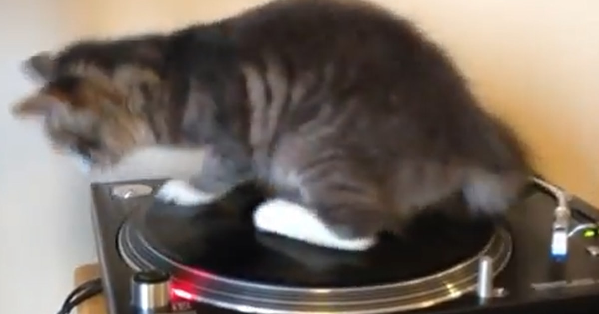 Cat goes for a ride on Bob Marley record