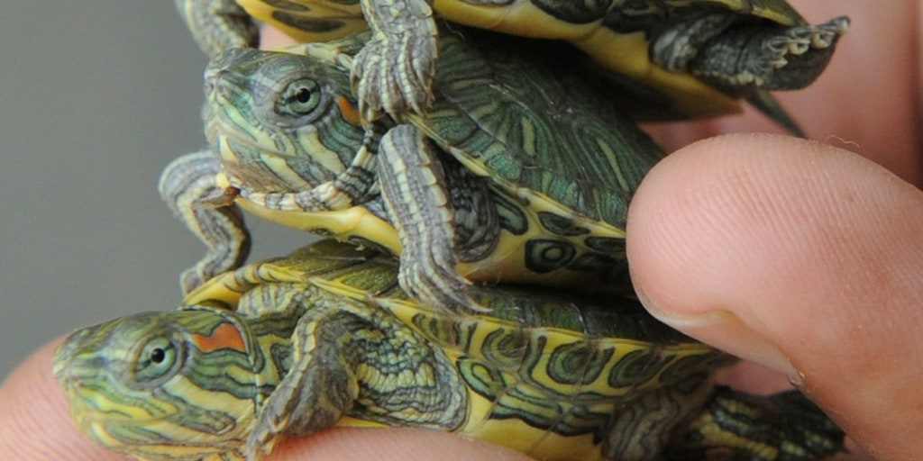 Turtle Take Back Program Aims To Curb Salmonella Risk,Foca Detergent Liquid