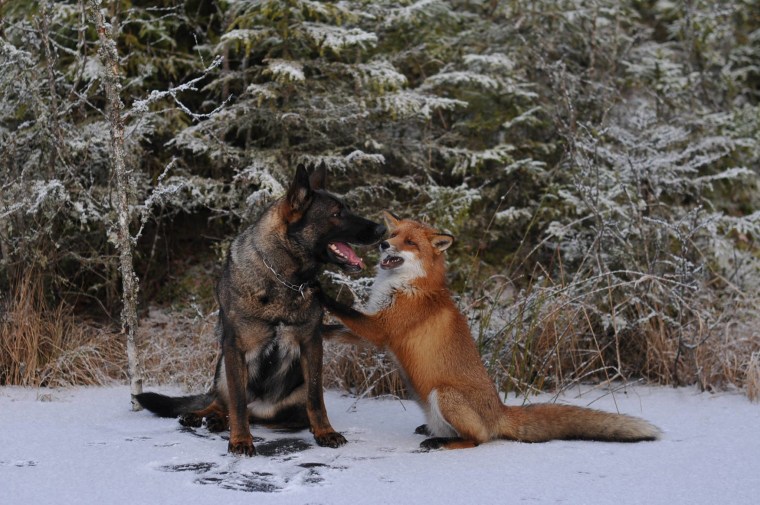 16 Photos Of German Shepherds’ Unusual Friendships With Other Animals