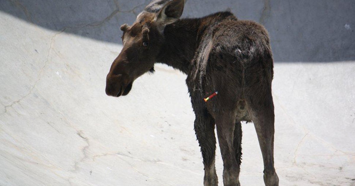 Young moose stuck in Colorado skate park dies after being