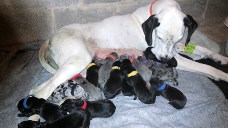great dane with puppy