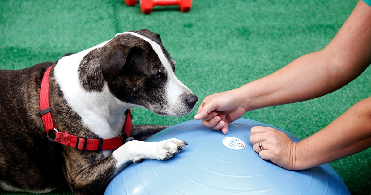 4 workout moves to help you and your dog lose weight